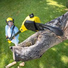 Best Lawn Maintenance Plans  in Aventura, FL